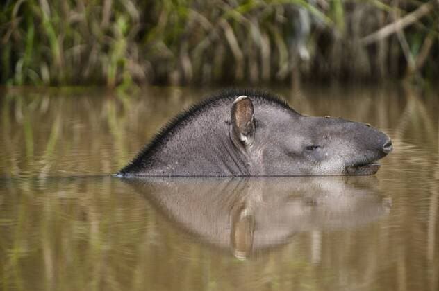 Brazilian Tapir (Tapirus terrestris) Iwokrama Forest Reserve, Guyana.  Copyright: xPetexOxfordx xDanitaxDelimont SA11 POX0082