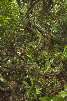 Vines in Understory of Rainforest Mapari Rupununi, Guyana.  Copyright: xPetexOxfordx xDanitaxDelimont SA11 POX0494