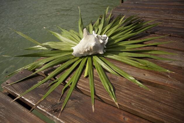 Central America, Honduras, Bay Islands, Roatan, palm leaves and shell on dock, Palmetto Bay Plantation. (PR)  Copyright: xJohnxandxLisaxMerrillx xDanitaxDelimont SA12 JME0009