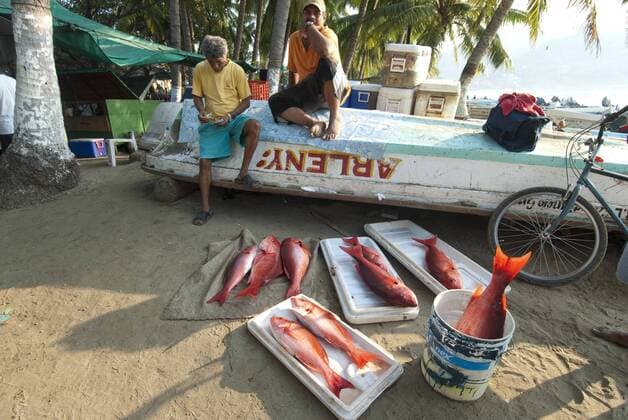 Mexico, Guerrero, Zihuatanejo, fishermen selling fish on the oceanfront in the morning  Copyright: xEllenxClarkx xDanitaxDelimont SA13 ECL0028