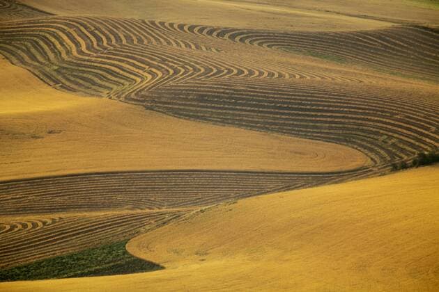 IMAGO Nature: Unsere Erde, Klimawandel, Ernährung, Pflanzen der Zukunft, Linse Lentil peas windrowed and awaiting harvest in the rolling Palouse hills near Colfax, Washington  Copyright: xChuckxHaneyx xDanitaxDelimont US48 CHA0093