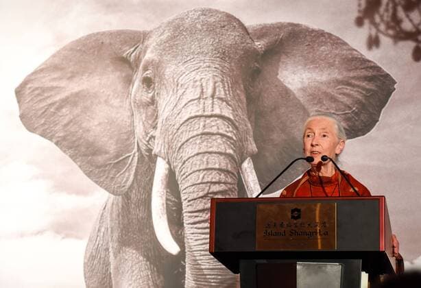 IMAGO ICONS: Jane Goodall November 10, 2016 - Hong Kong, Hong Kong S.A.R, China - British Conservationist Dame Dr Jane Goodall talks to the guests at the Ã’Hope for WildlifeÃ Gala Dinner to raise awareness for the plight of endangered animals the world over..10th November 2016. Photo by . Hong Kong China - ZUMAr144 20161110_zap_r144_024