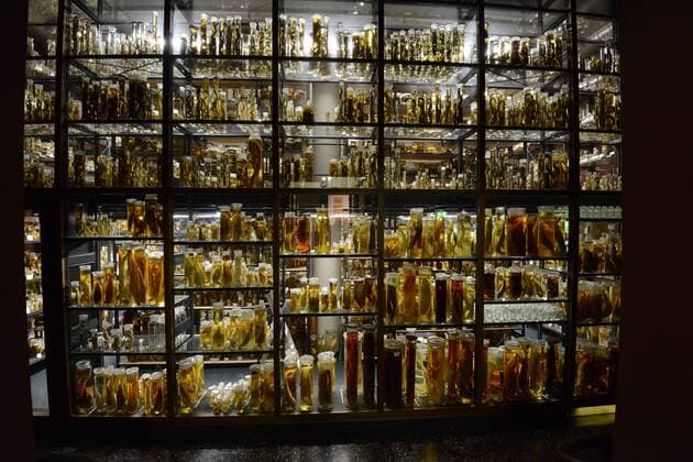 Berlin, 15.11.16 Naturkundemuseum Berlin Invalidenstraße 43, 10115 Berlin Alkohol-Forschungssammlung