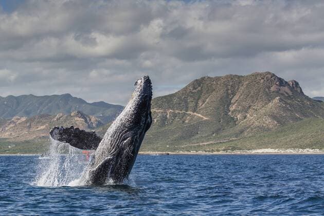 Adult humpback whale (Megaptera novaeangliae), breaching in the shallow waters of Cabo Pulmo, Baja California Sur, Mexico, North America Copyright: MichaelxNolan 1112-3164