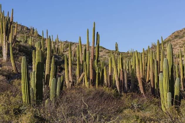 Cardon cactus (Pachycereus pringlei), on Isla Santa Catalina, Baja California Sur, Mexico, North America Copyright: MichaelxNolan 1112-3178