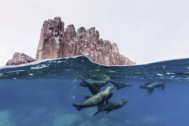 California sea lions (Zalophus californianus) underwater at Los Islotes, Baja California Sur, Mexico, North America Copyright: MichaelxNolan 1112-2214