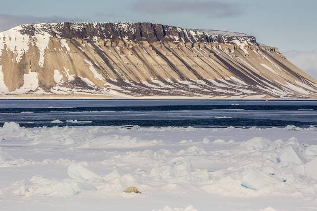 Adult polar bear (Ursus maritimus) on first year sea ice in Olga Strait, near Edgeoya, Svalbard, Arctic, Norway, Scandinavia, Europe Copyright: MichaelxNolan 1112-2561