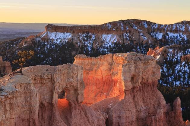 Rocks and lone pine tree lit by dawn light in winter, Queen s Garden Trail, Sunrise Point, Bryce Canyon National Park, Utah, United States of America, North America Copyright: EleanorxScriven 1167-227