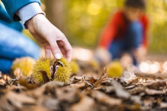 IMAGO Creative: Herbst, Kastanien sammeln Woman s hand taking sweet chestnut from forest soil, close-up model released Symbolfoto  DIGF01409