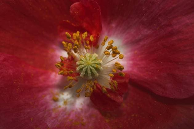  Islandmohn (Papaver nudicaule) Copyright: imageBROKER/SiegfriedxGrassegger ibxasm04399241.jpg