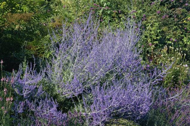 Flowers of Perovskia Atriplicifolia Blue Spire in a garden in Devon in August Copyright: MichaelxBlack 226-2828