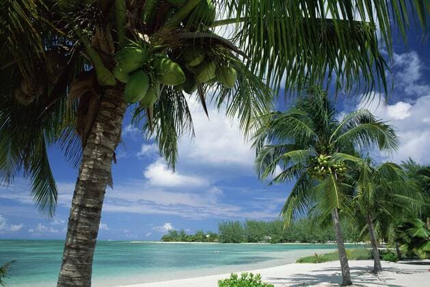 Palms on shore, Cayman Kai near Rum point, Grand Cayman, Cayman Islands, West Indies Copyright: RuthxTomlinson 390-2233