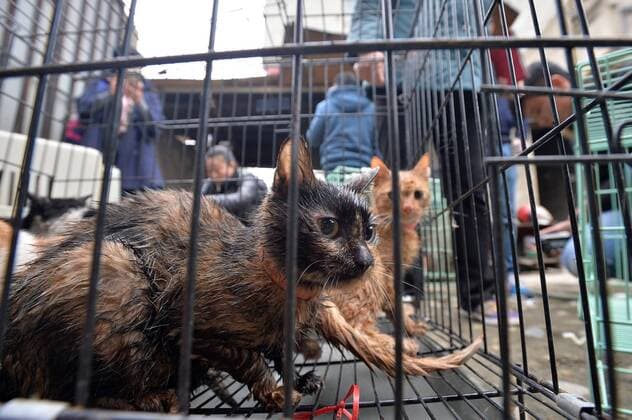 CHENGDU, CHINA - NOVEMBER 23: Cats are rescued from bags at Banzhuyuan Town on November 23, 2016 in Chengdu, Sichuan Province of China. Fake cat lover Huang Pingfu bought over 100 live cats from cat catchers everyday. He would picked out a few precious breeds to raise in a decorated house for cats only and then sale them for money. The rest cats would be killed and sold as rabbits, civets and other wild animals in Sichuan or Guangxi. Chengdu food and drug administration, local public security bureau, local market and quality supervision commission, local animal husbandry bureau investigated treated Huang s cat business on Nov 22.  CFP496242017