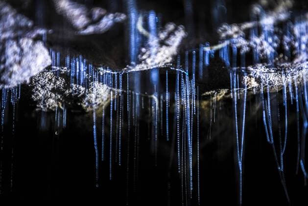 Glow worms in Waitomo Caves, Waikato Region, North Island, New Zealand, Pacific Copyright: MatthewxWilliams-Ellis 1109-2852