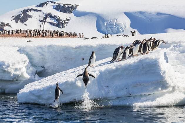 Adult gentoo penguins (Pygoscelis papua) leaping onto ice in Mickelson Harbor, Antarctica, Southern Ocean, Polar Regions Copyright: MichaelxNolan 1112-1034