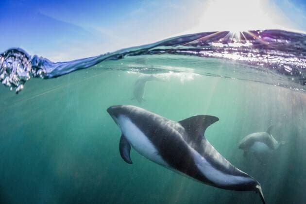 Adult Peale s dolphin (Lagenorhynchus australis), underwater in shallow water near New Island, Falkland Islands, UK Overseas Protectorate, South America Copyright: MichaelxNolan 1112-2121