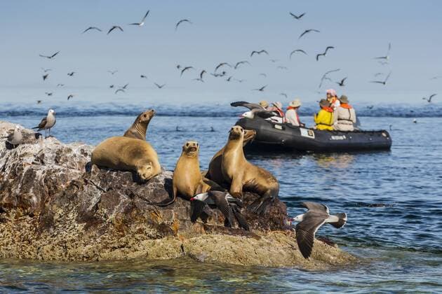 Zodiac from the Lindblad Expeditions ship National Geographic Sea Bird with guests at Isla Rasita, Baja California Norte, Mexico, North America Copyright: MichaelxNolan Editorial Use Only 1112-2193