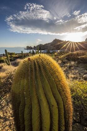 Sunset on an endemic giant barrel cactus (Ferocactus diguetii) on Isla Santa Catalina, Baja California Sur, Mexico, North America Copyright: MichaelxNolan 1112-2898