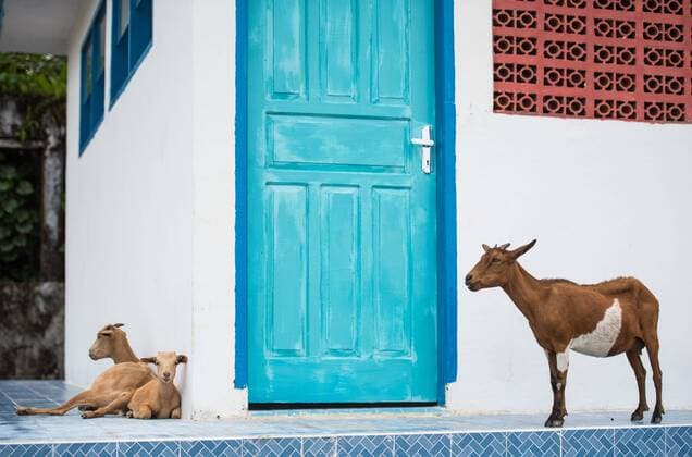 Goats, Indonesia, Southeast Asia Copyright: JohnxAlexander 1199-425