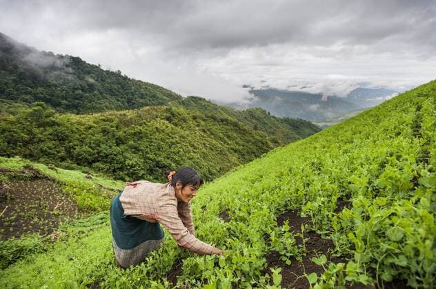IMAGO Nature: Unsere Erde, Klimawandel, Ern?hrung, Pflanzen der Zukunft, Futtererbse A woman clears away weeds in a pea field in north east India, India, Asia Copyright: AlexxTreadway 1225-110