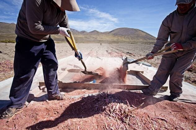 IMAGO Nature: Unsere Erde, Klimawandel, Ern?hrung, Pflanzen der Zukunft, Quinoa Landwirtschaft, Quinoa Anbau Farming quinoa, a super food, on the Bolivian Altiplano, Bolivia, South America Copyright: JamesxMorgan 824-131