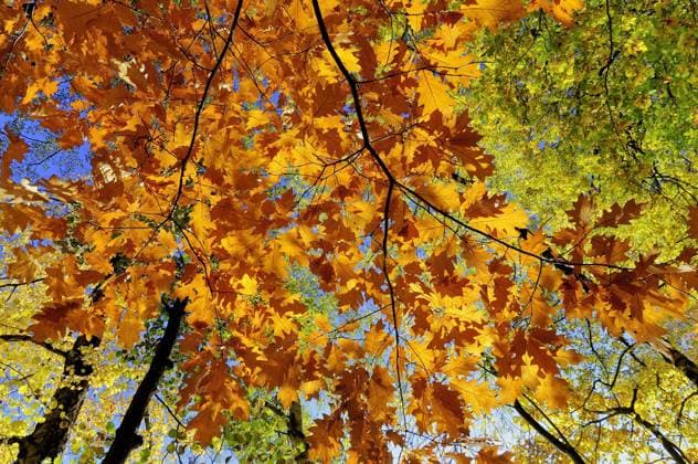 Roteiche (Quercus rubra), Herbstlaub, Nordrhein-Westfalen, Deutschland, Europa Copyright: imageBROKER Frederik ibxrba04427081.jpg