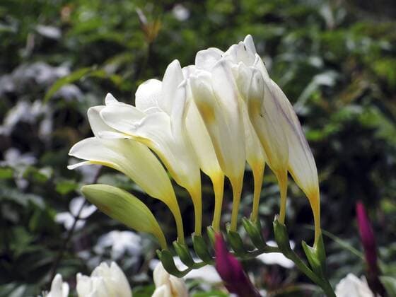 Freesie (Freesia spec.), Bluetenstand, Madeira Freesia (Freesia spec.), inflorescence, Madeira BLWS441403 Copyright: xblickwinkel E.xTeisterx