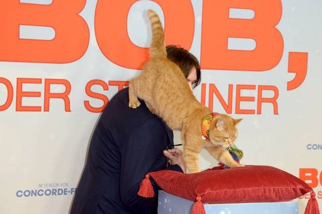 BOB, der Streuner BOB der Streuner, James Bowen Ankunft PREMIERE BOB, der Streuner nach einer wahren Geschichte, im Kino in der Kulturbrauerei in Berlin am 06.12.2016 APP