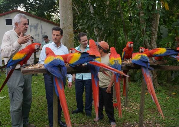 Mexiko - Präsident Nieto im Urwaldgebiet Selva Lacandona December 6, 2016 - Selva Lacandona, Chiapas, Mexico - Mexican President Enrique Pena Nieto and Gov. Manuel Velasco, right, view endangered scarlet macaws during a tour of the Lacondon jungle December 6, 2016 in Selva Lacandona, Chiapas, Mexico. The president toured the remote region and declared it a protected biosphere zone for both the habitat and indigenous people. Selva Lacandona Mexico - ZUMAp138 20161206_zaa_p138_043