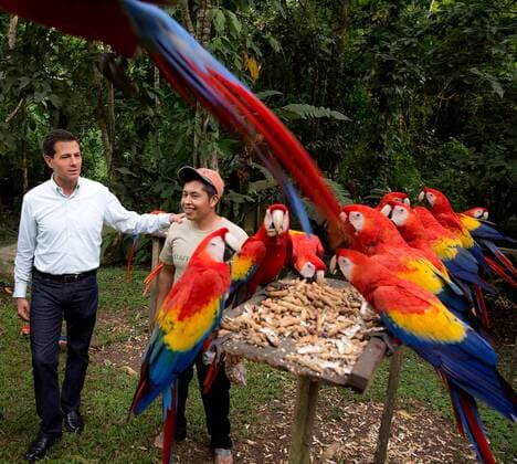 Mexiko - Präsident Nieto im Urwaldgebiet Selva Lacandona December 6, 2016 - Selva Lacandona, Chiapas, Mexico - Mexican President Enrique Pena Nieto views endangered scarlet macaws during a tour of the Lacondon jungle December 6, 2016 in Selva Lacandona, Chiapas, Mexico. The president toured the remote region and declared it a protected biosphere zone for both the habitat and indigenous people. Selva Lacandona Mexico - ZUMAp138 20161206_zaa_p138_045