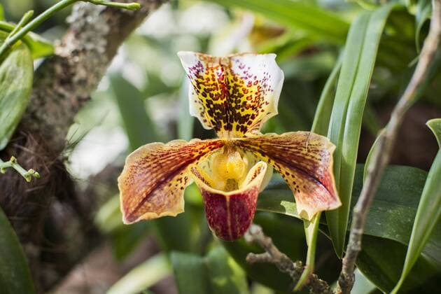 Orchidee (Paphiopedilum-Hybride), Frauenschuh Copyright: imageBROKER/DanielxSchoenen ibxdjs04435621.jpg
