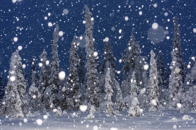 Gemeine Fichte, Gewoehnliche Fichte (Picea abies), Schneefall im Stubba Naturreservat, Schweden, Lappland, Norrbotten Norway spruce (Picea abies), snow fall in Stubba nature reserve, Sweden, Lapland, Norrbotten BLWS441866 Copyright: xblickwinkel McPHOTO G.xStreux