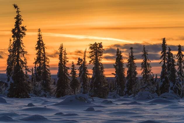Foehre, Waldkiefer, Wald-Kiefer, Gemeine Kiefer (Pinus sylvestris), Winterlandschaft in einem Sumpfgebiet bei Sonnenuntergang, Schweden, Lappland, Norrbotten, Muddus Nationalpark Scotch pine, Scots pine (Pinus sylvestris), winter landscape in a wetland at sunset, Sweden, Lapland, Norrbotten, Muddus NP BLWS441876 Copyright: xblickwinkel McPHOTO G.xStreux
