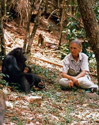 IMAGO ICONS: Jane Goodall Die britische Verhaltensforscherin Jane Goodall bei ihren Schimpansen. British behaviour scientist Jane Goodall researching with chimpanzees. Copyright: IFTN UnitedArchives09660