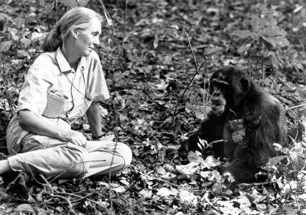 IMAGO ICONS: Jane Goodall Die britische Verhaltensforscherin Jane Goodall bei ihren Schimpansen. British behaviour scientist Jane Goodall researching with chimpanzees. Copyright: IFTN UnitedArchives09661