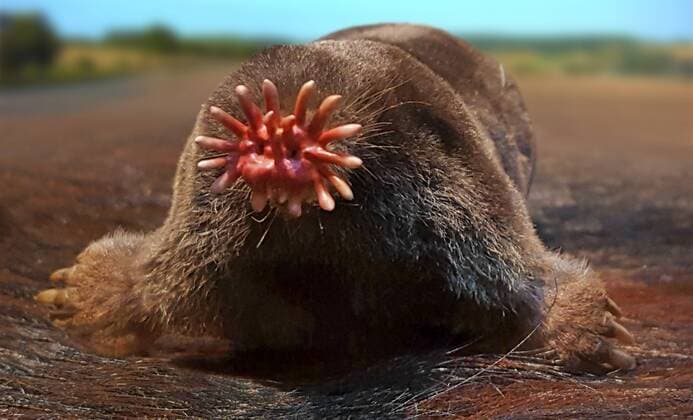 IMAGO Nature: Unsere Erde: Tierwelt: Hässliche Tiere Sternmull, Sternnasen-Maulwurf, Sternnasenmaulwurf (Condylura cristata), Schnauze mit Hautanhaengen als Tastorgan zur Untersuchung von Beute Star-nosed mole (Condylura cristata), snout with pink fleshy appendages used as a touch organ BLWS442615 Copyright: xblickwinkel fotototox