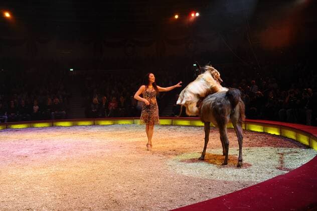 Show 1. Winterpremiere von Zirkus Krone Manege Krone-Haupthaus München 25. Dezember 2016