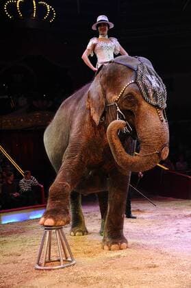 Show Elefanten 1. Winterpremiere von Zirkus Krone Manege Krone-Haupthaus München 25. Dezember 2016