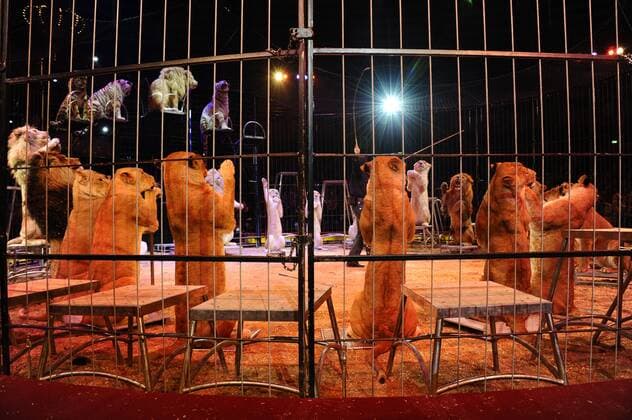Show Löwen 1. Winterpremiere von Zirkus Krone Manege Krone-Haupthaus München 25. Dezember 2016