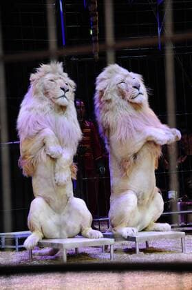 Show Löwen 1. Winterpremiere von Zirkus Krone Manege Krone-Haupthaus München 25. Dezember 2016
