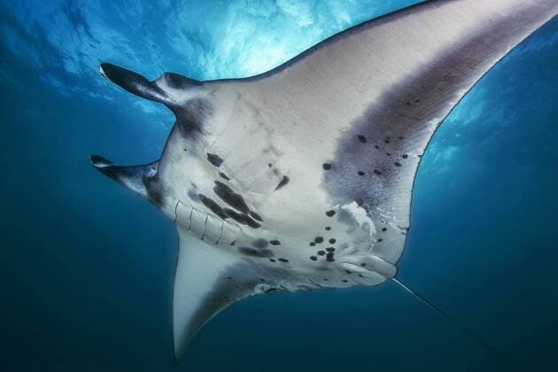 Bali, manta ray  YRF00136