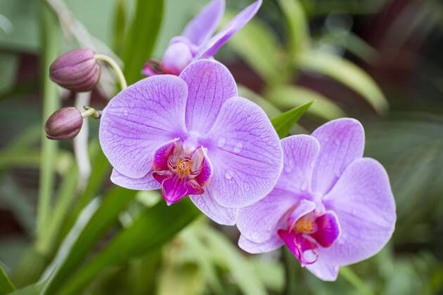 Blühende Orchidee im Botanischen Garten, (Orchidaceae), Kandy, Orchid, Sri Lanka, Asien Copyright: imageBROKER/pmd iblpmd04417316.jpg