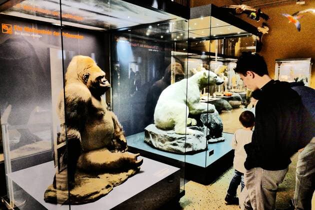 Berlin Mitte, Naturkundemuseum an der Invalidenstraße, Tierpräparate: Eisbär Knut und Gorilla Bobby Naturkundemuseum