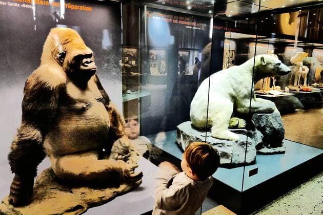 Berlin Mitte, Naturkundemuseum an der Invalidenstraße, Tierpräparate: Eisbär Knut und Gorilla Bobby Naturkundemuseum