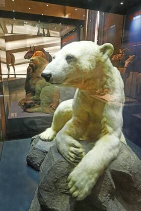 Bilder des Tages Berlin Mitte, Naturkundemuseum an der Invalidenstraße, Tierpräparate: Eisbär Knut und Gorilla Bobby Naturkundemuseum