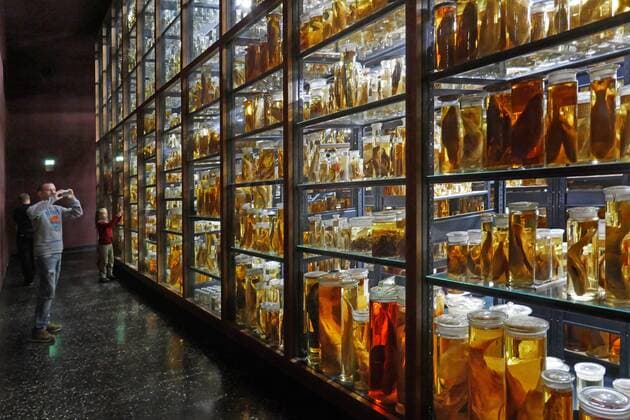 Berlin Mitte, Naturkundemuseum an der Invalidenstraße, Forschungs-Nass-Sammlungen Naturkundemuseum