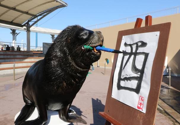 Malender Seelöwe im Hakkeijima Sea Paradise Aquarium in Yokohama January 3, 2017, Tokyo, Japan - 15-year-old male sea lion Leo writes the word Rooster in Chinese character as part of a New Year s attraction at the Hakkeijima Sea Paradise aquarium in Yokohama on Tuesday, January 3, 2017. Leo wrote Rooster to celebrate the Year of Rooster of Chinese zodiac.  (lwxa007246)