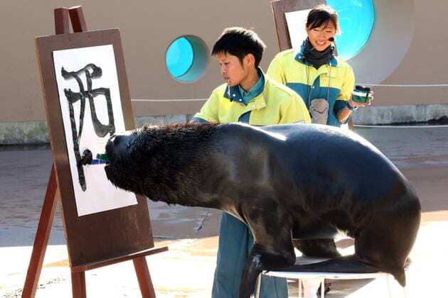 Malender Seelöwe im Hakkeijima Sea Paradise Aquarium in Yokohama January 3, 2017, Tokyo, Japan - 15-year-old male sea lion Leo writes the word Rooster in Chinese character as part of a New Year s attraction at the Hakkeijima Sea Paradise aquarium in Yokohama on Tuesday, January 3, 2017. Leo wrote Rooster to celebrate the Year of Rooster of Chinese zodiac.  (lwxa007247)