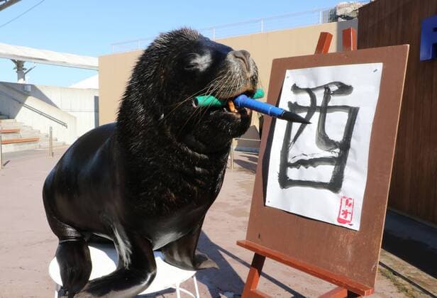 Malender Seelöwe im Hakkeijima Sea Paradise Aquarium in Yokohama January 3, 2017, Tokyo, Japan - 15-year-old male sea lion Leo writes the word Rooster in Chinese character as part of a New Year s attraction at the Hakkeijima Sea Paradise aquarium in Yokohama on Tuesday, January 3, 2017. Leo wrote Rooster to celebrate the Year of Rooster of Chinese zodiac.  (lwxa007252)