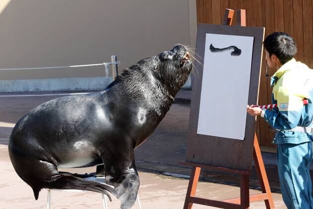 Malender Seelöwe im Hakkeijima Sea Paradise Aquarium in Yokohama January 3, 2017, Tokyo, Japan - 15-year-old male sea lion Leo writes the word Rooster in Chinese character as part of a New Year s attraction at the Hakkeijima Sea Paradise aquarium in Yokohama on Tuesday, January 3, 2017. Leo wrote Rooster to celebrate the Year of Rooster of Chinese zodiac.  (lwxa007253)